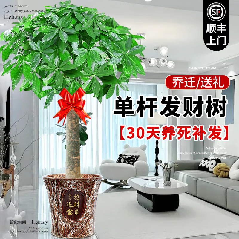临雅大型发财树盆栽室内客厅招财高级感落地乔迁之喜懒人好养活风水树 独杆发财树1.2-1.4米+招财陶瓷盆