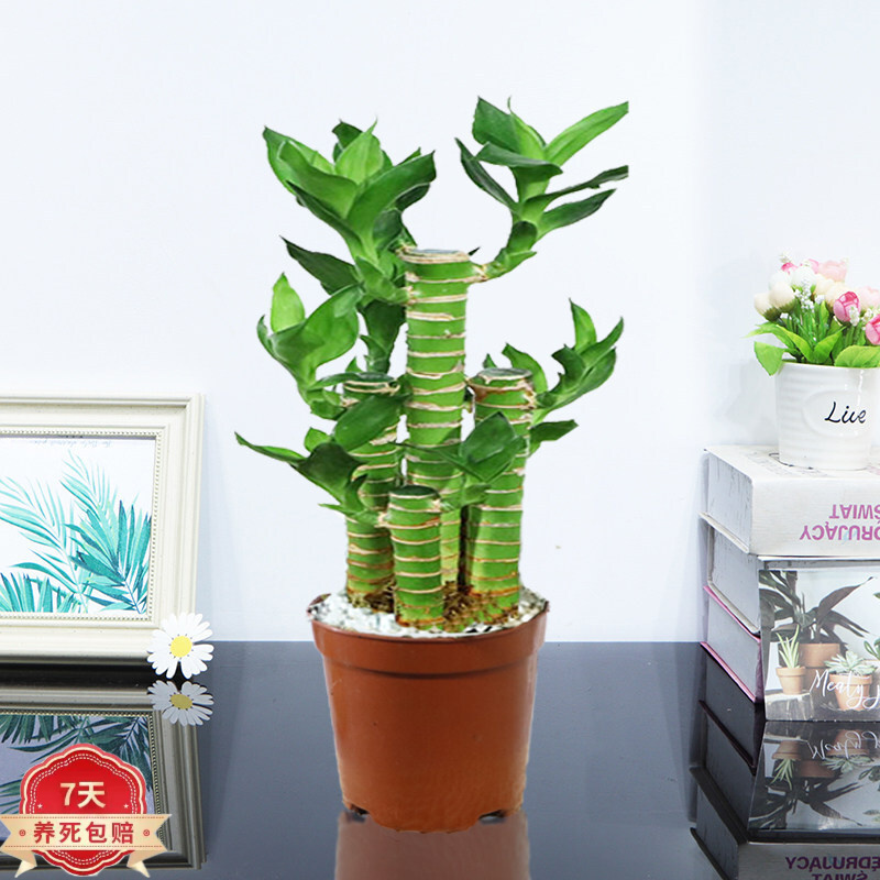 怎么查看京东绿植盆栽商品历史价格|绿植盆栽价格走势图