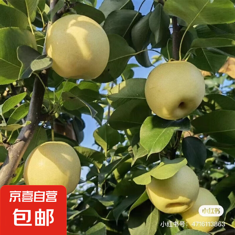 正宗河北皇冠梨泊头皇冠梨产地直发13 皇冠梨带箱4斤