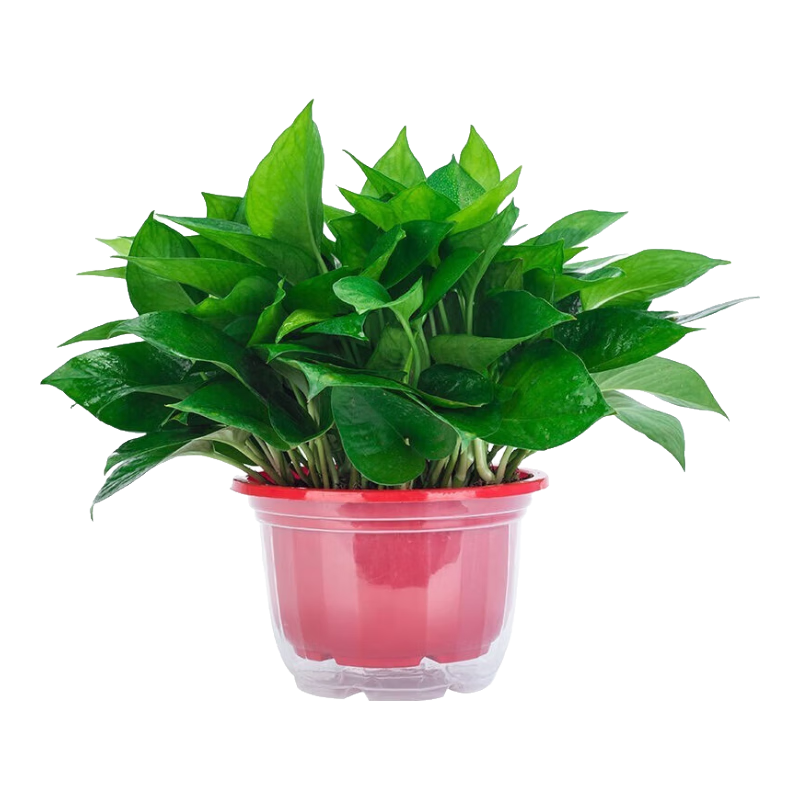 ̩��˿�ʻ���ֲ���Դ����ܻ���ֲ��ˮ��������̨ ��ɫ�Ӻ�������+��ˮ�� ���� 12.9Ԫ