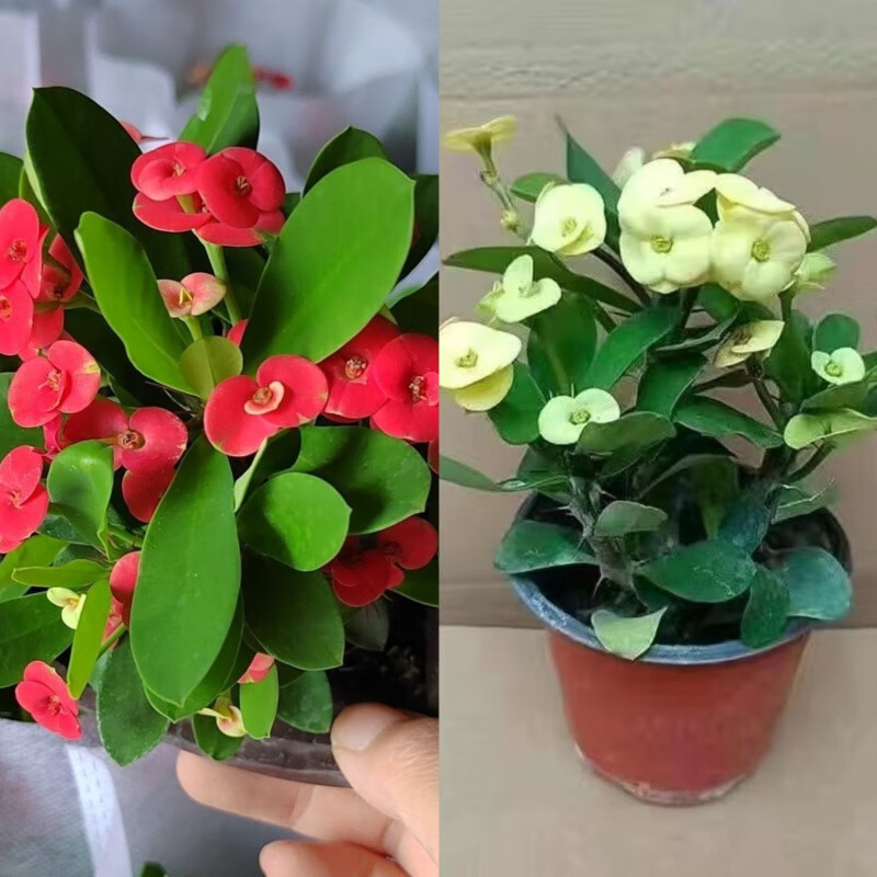 铁海棠花卉绿植物虎刺梅水培养殖四季开花观花净化空气办公桌绿植