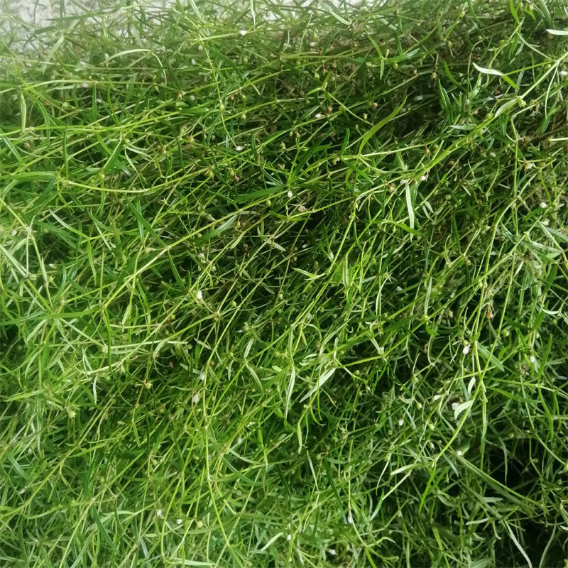 整株白花蛇舌草500克中药材新货野生新鲜白花蛇舌草百花蛇舌草50内廷