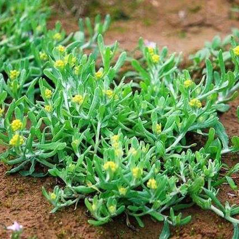 元冬野生鼠曲草种子鼠麴草粑粑黄花艾清明菜佛耳草田艾棉菜水牛花野菜