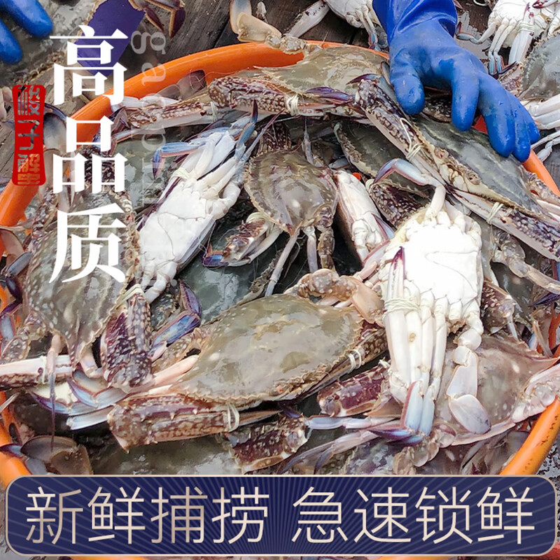 梭子蟹特大活冻野生新鲜大螃蟹大蟹生鲜水产飞蟹大肉蟹 船头手挑巨无霸 【9两以上】5斤
