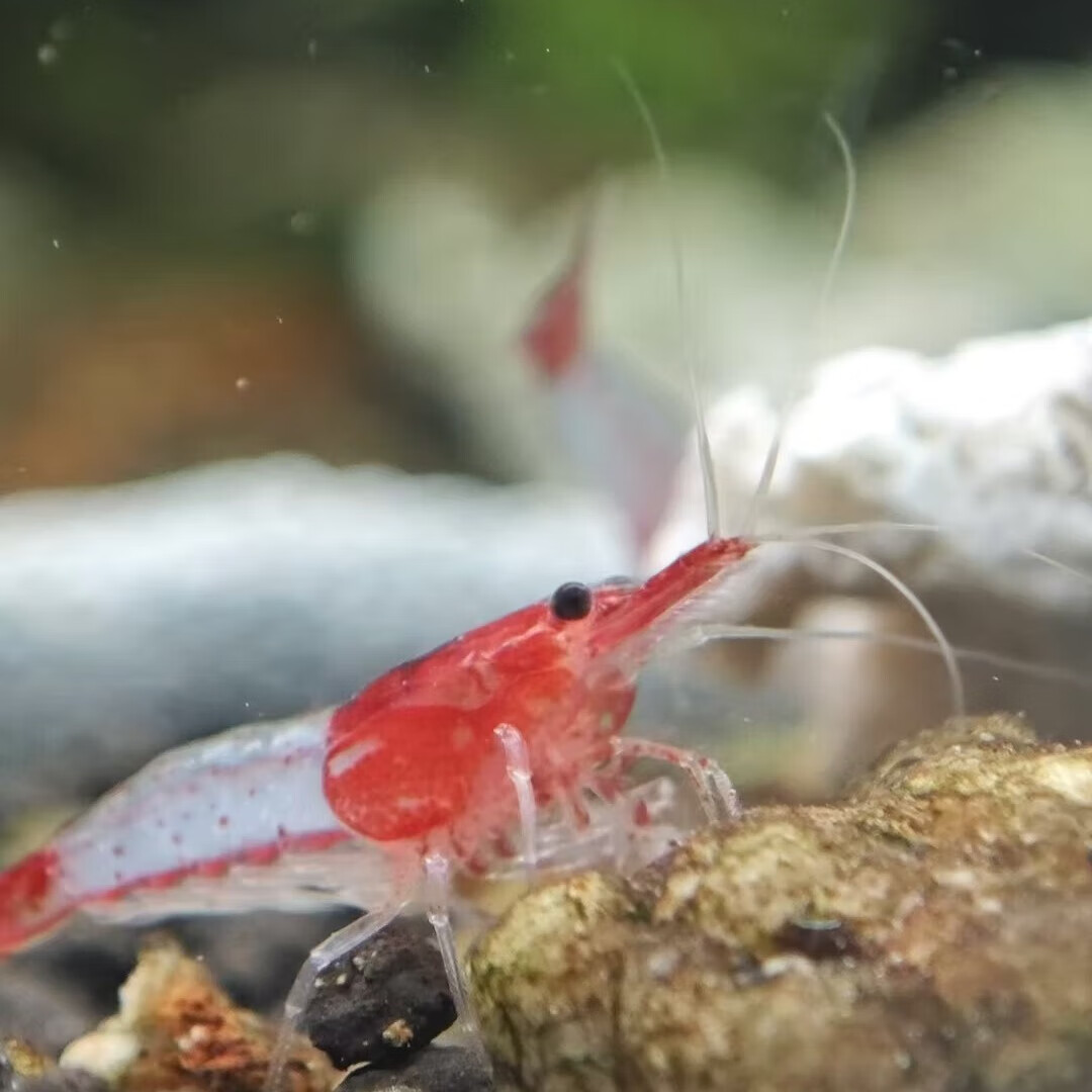 虾 观赏虾 头尾红 中间透明 犹如琉璃 易养 工具虾 红色 红琉璃虾15只