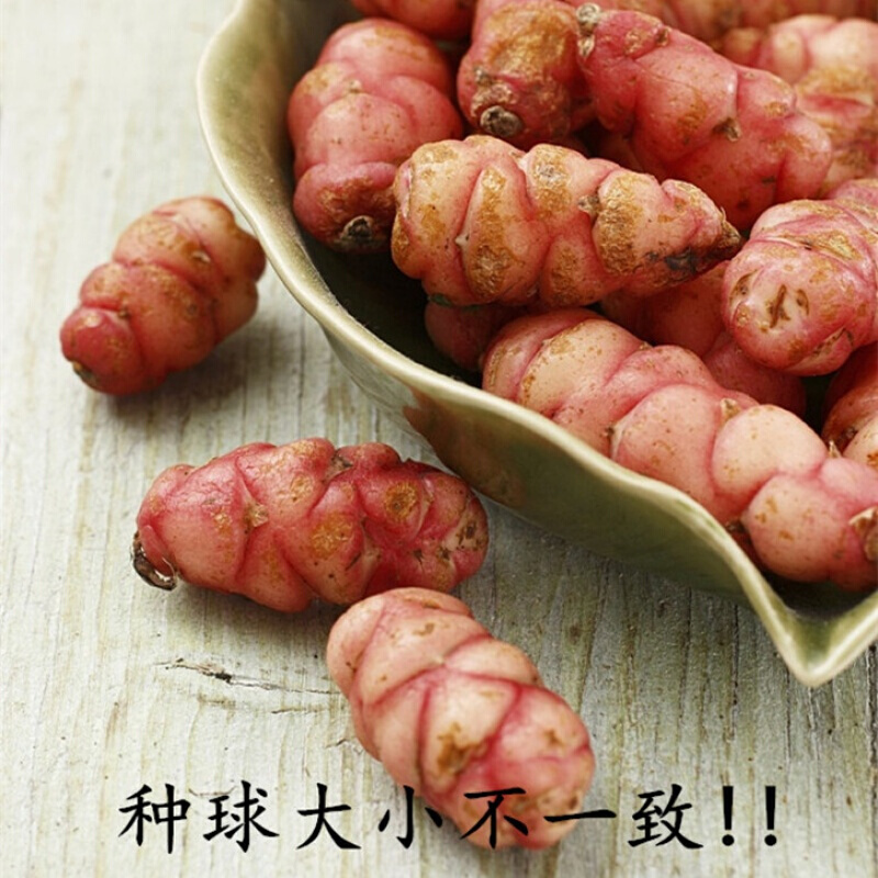 多年生幸运三叶紫叶酢浆草种球种子根盆栽庭院花卉观花植物室内花 酢