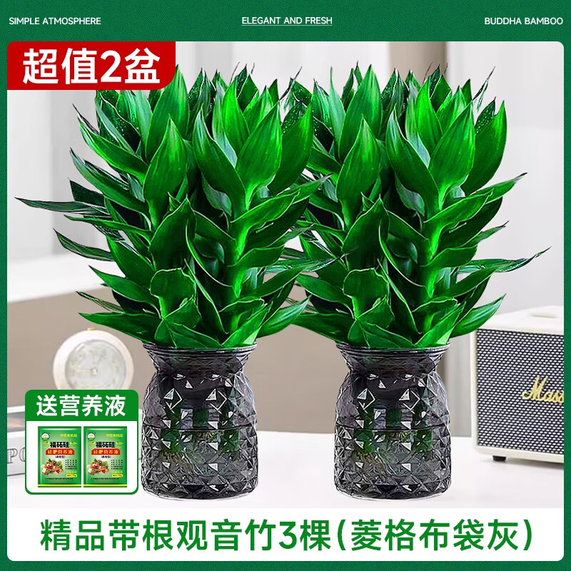 恰意观音竹富贵竹水培植物带根花卉绿植绿萝室内盆栽转运竹带花瓶好养 【2盆】粗观音竹3棵（菱格布袋灰色塑料瓶）+2液