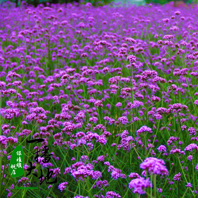 多年生芳香花种子草花种子  阔叶马鞭草种子香草花卉种子 马鞭草种子