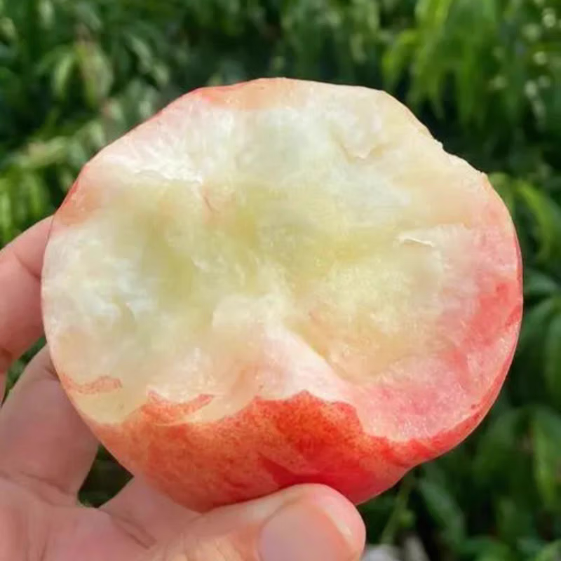山东蒙阴蜜桃新鲜水果自家果园现摘现发【水蜜桃】 3斤普通箱