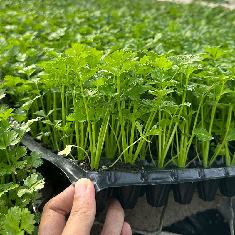 苗穴盘苗四季小香芹种子秧苗带土现拔芹菜苗蔬菜种子