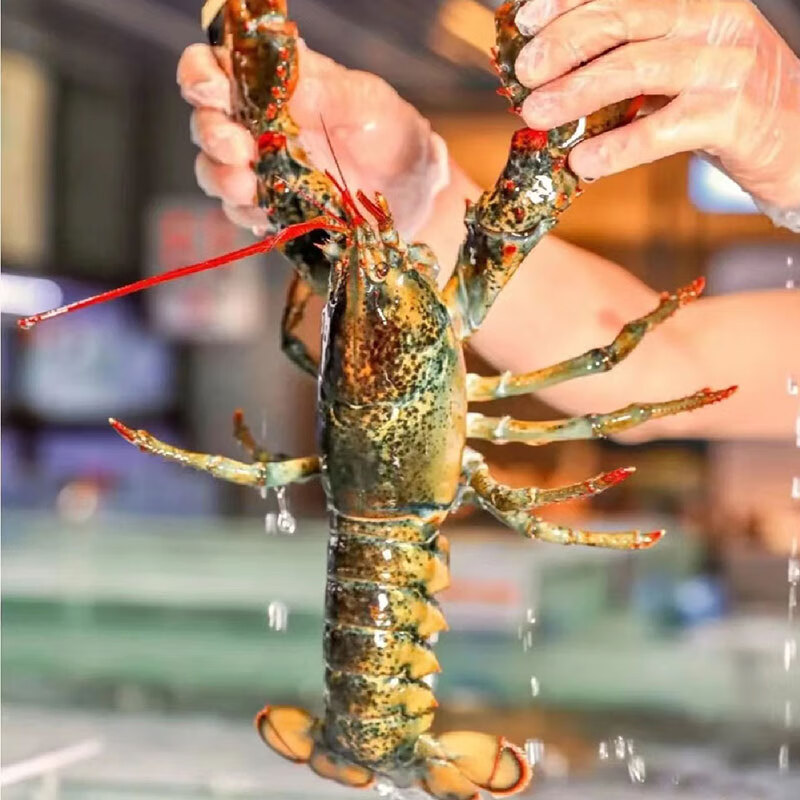 東方海洋（ORIENTAL OCEAN）生凍波士頓龍蝦新鮮速凍發(fā)貨冰鮮大龍蝦波斯頓龍蝦海鮮食用水產(chǎn) 500g