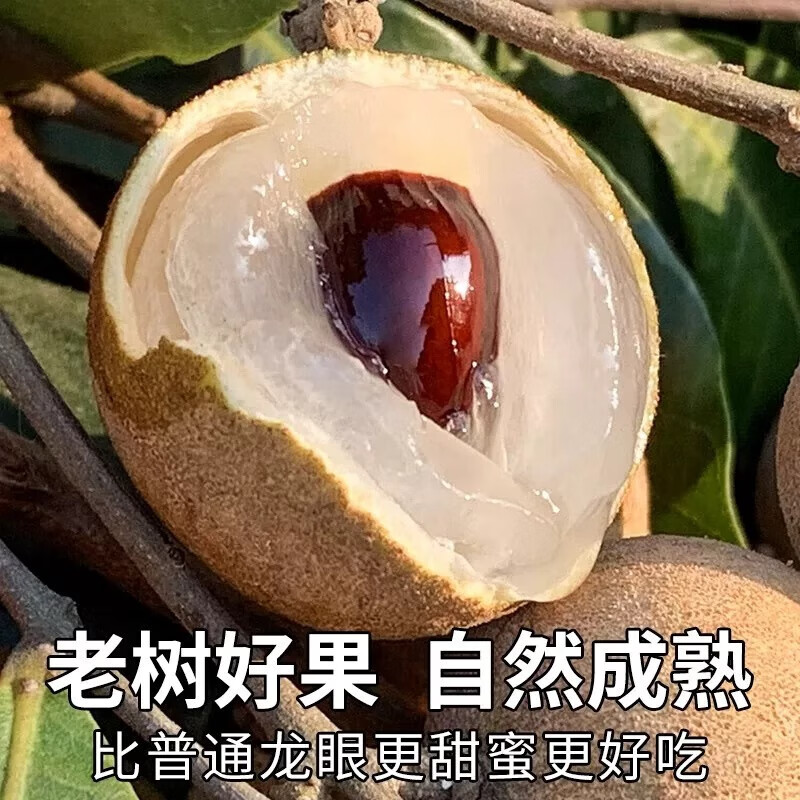 三萌果蔬广东石硖储良龙眼【顺丰冷链-多地隔日达】新鲜龙眼桂圆水果送礼 【顺丰速发】7A级丨特级果【自吃推荐】 3斤石硖龙眼【80%人选-超划算】净重2.6斤