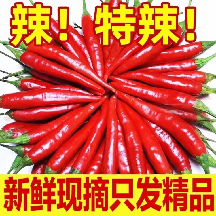 风筝王小米椒 辣椒 新鲜小米椒尖椒小米辣超辣朝天椒指天椒特辣产地直发 特辣现摘1斤
