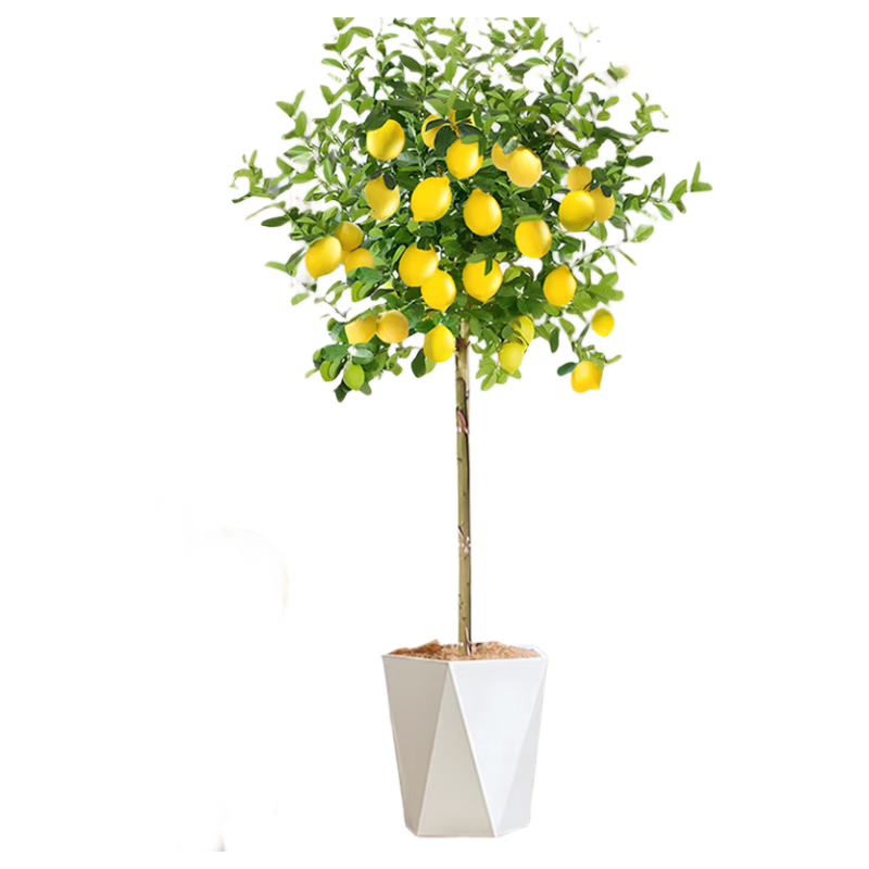 аֲԻܴ1.4-1.6mԴͷֱ 118Ԫ