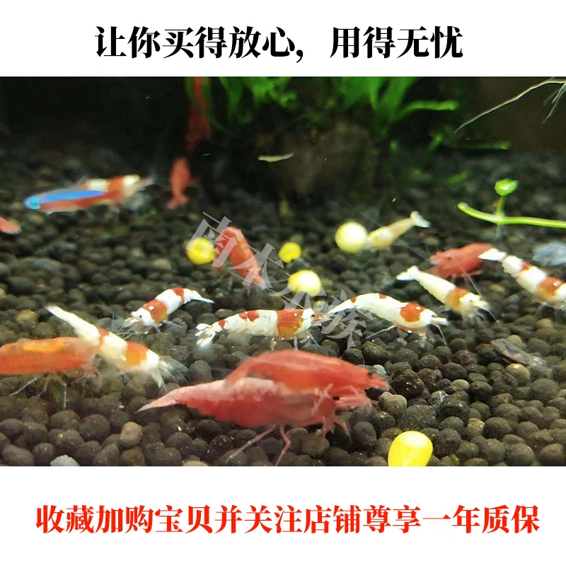 边胜鱼缸二氧化碳发生器钢瓶水草缸专用鱼缸小型co2气瓶免充气小气瓶 二氧化碳电磁阀