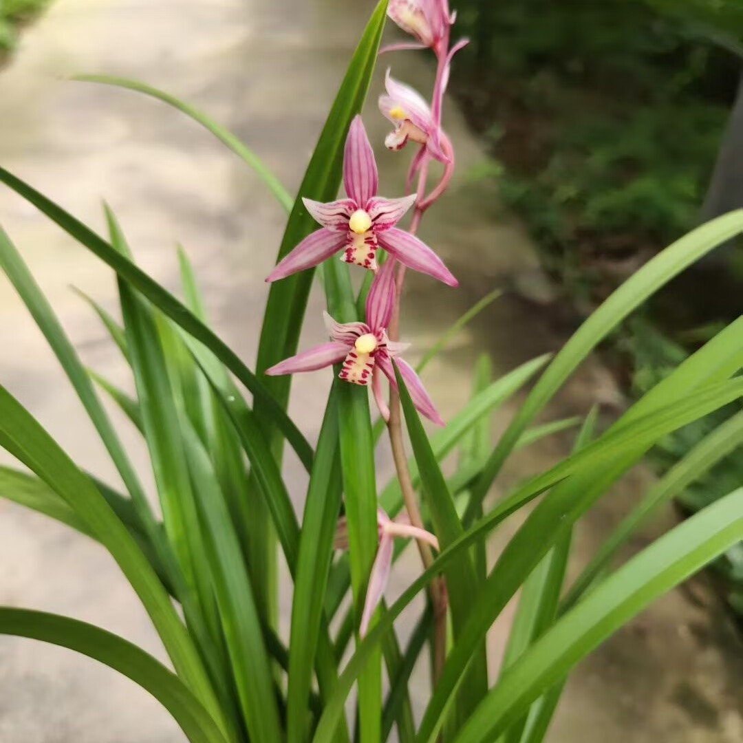 兰花 建兰 四季兰 红花 红娘 绿植花卉盆栽 花期有带花苞出售 建兰 红娘 2壮苗连体