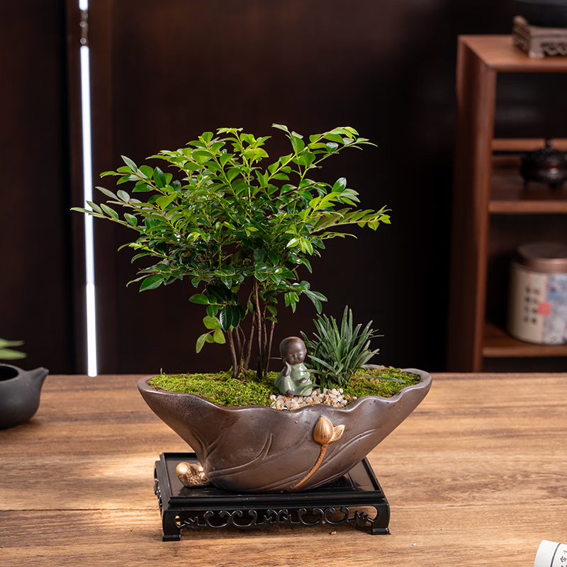 丛林黑骨茶 莲归(紫砂)盆 栽好种好