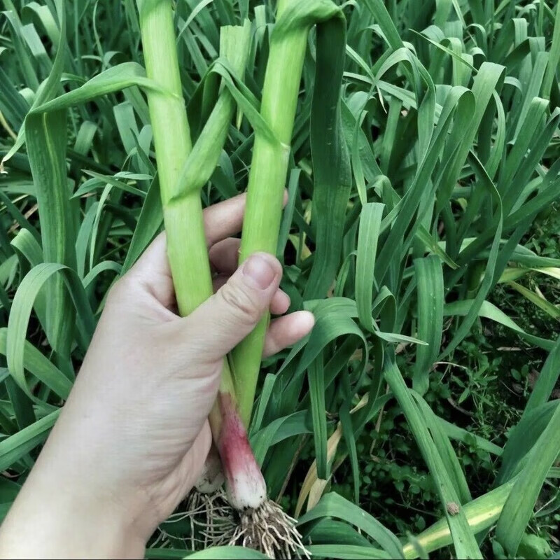 贵州农家红根蒜苗新鲜现挖本地土蒜苗蔬菜正宗农家自种红皮蒜苗 农家红皮蒜苗5斤【香气扑鼻】