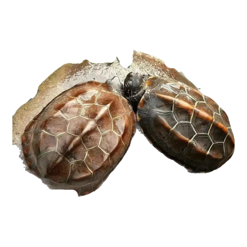 �л��ݹ꣨����2ֻ�� 2-4���� 2.95Ԫ(����ȯ)