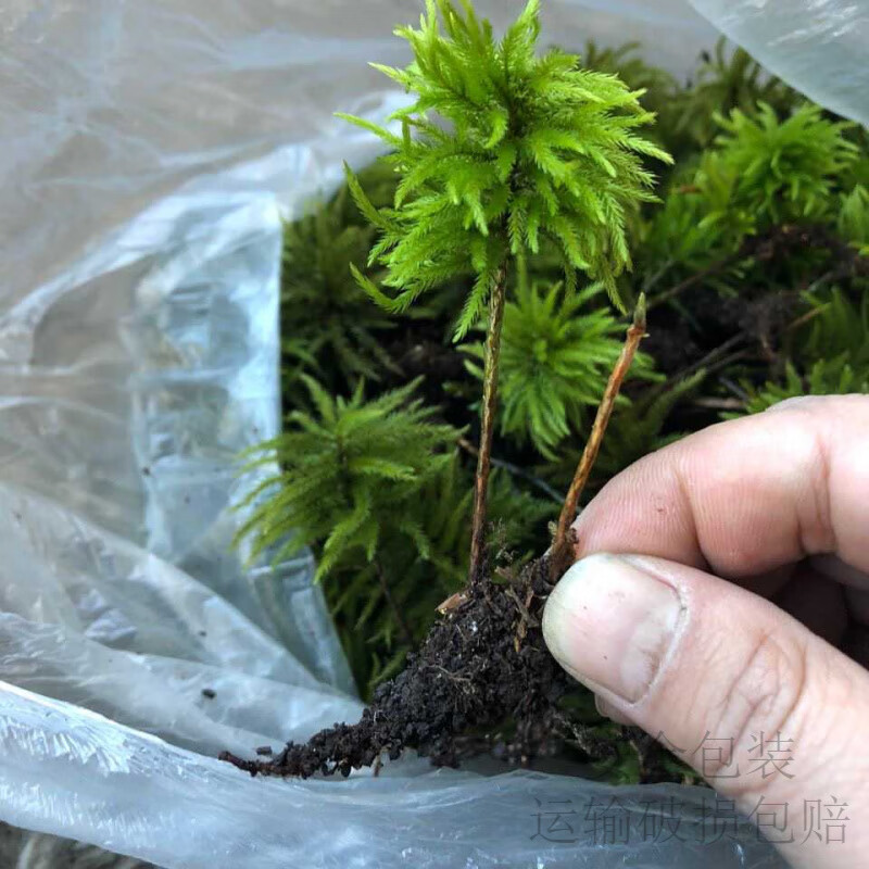 万年藓水草小型客厅生态鱼缸造景小植物水培遇水即活耐低温微景观 精品万年藓10颗