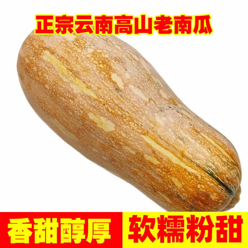 云南老南瓜农家自种当季新鲜粉面甜糯小宝宝辅食整箱蒸煮密本南瓜 老南瓜 8斤 【8-9斤】