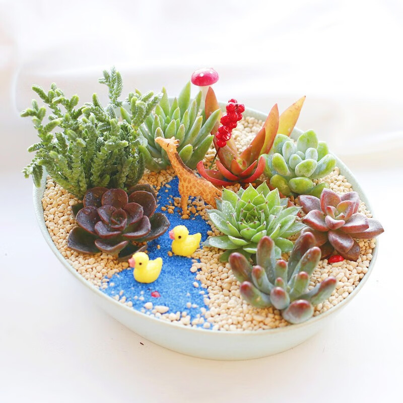 �����ȶ���ֲ����������ײͶ���DIY΢���۷����京�躬��������ֲ���� ɭ�����б�����ɫ�� ����