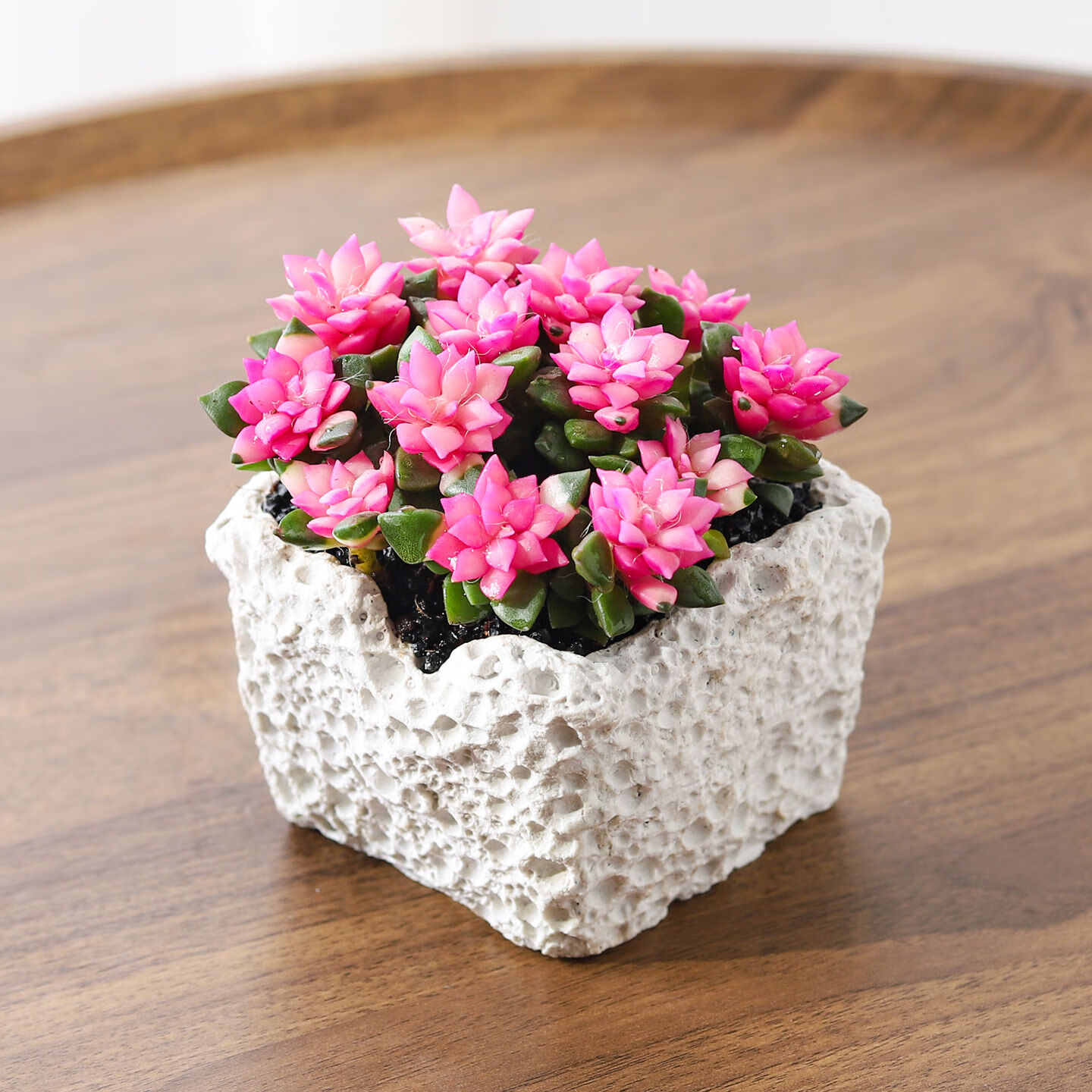 八芽吹雪之松多肉植物盆栽室内好养活绿植懒人办公室桌面净化空气盆景 吹雪之松-白星月方形盆 带盆栽好