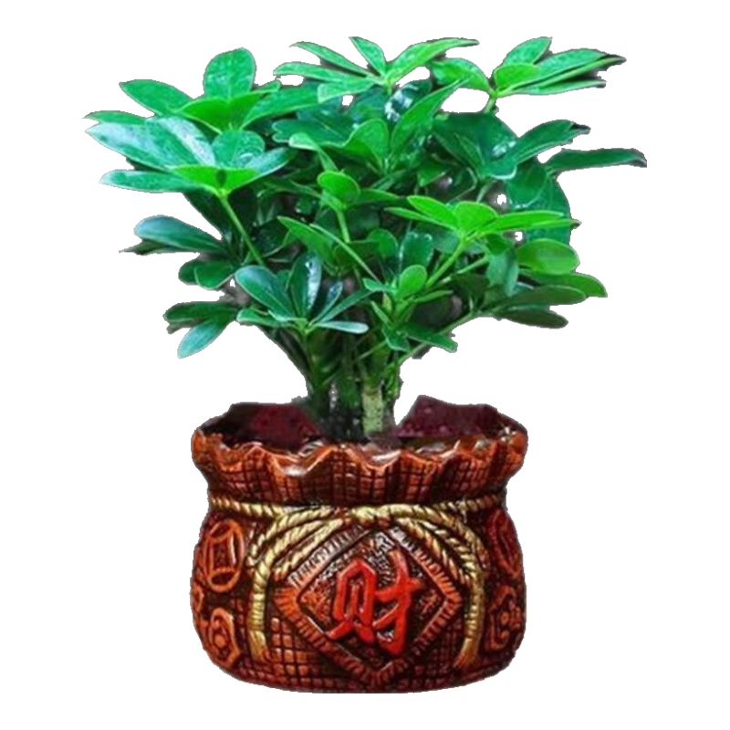 ���Ѱ˷�����Ѽ��ľ�ļ�����������̨������ֲ���Ի��ܷ���������Ҷ�� �˷�����һ��4�š��вƴ��衿 ����