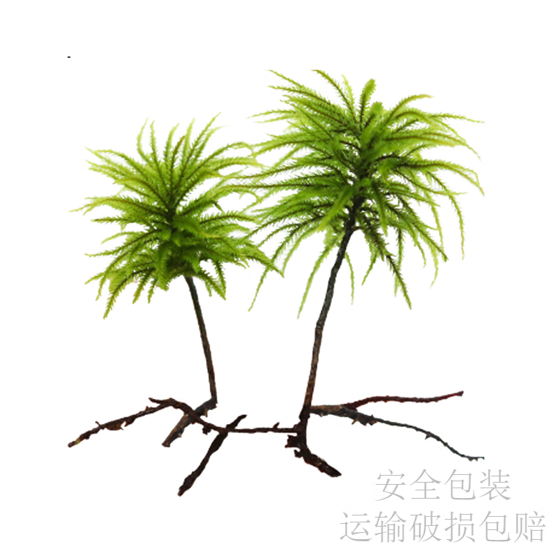 万年藓水草小型客厅生态鱼缸造景小植物水培遇水即活耐低温微景观 精品万年藓10颗