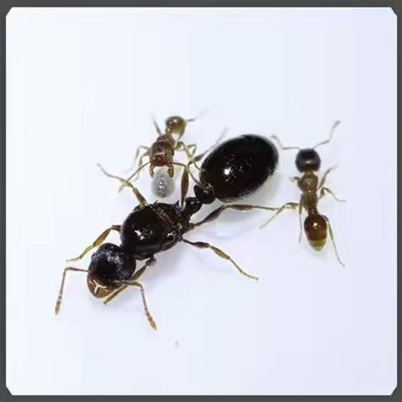 草地铺道蚁 蚁之情 别墅世界城堡工坊繁殖宠物蚂蚁活体蚁后 1后20