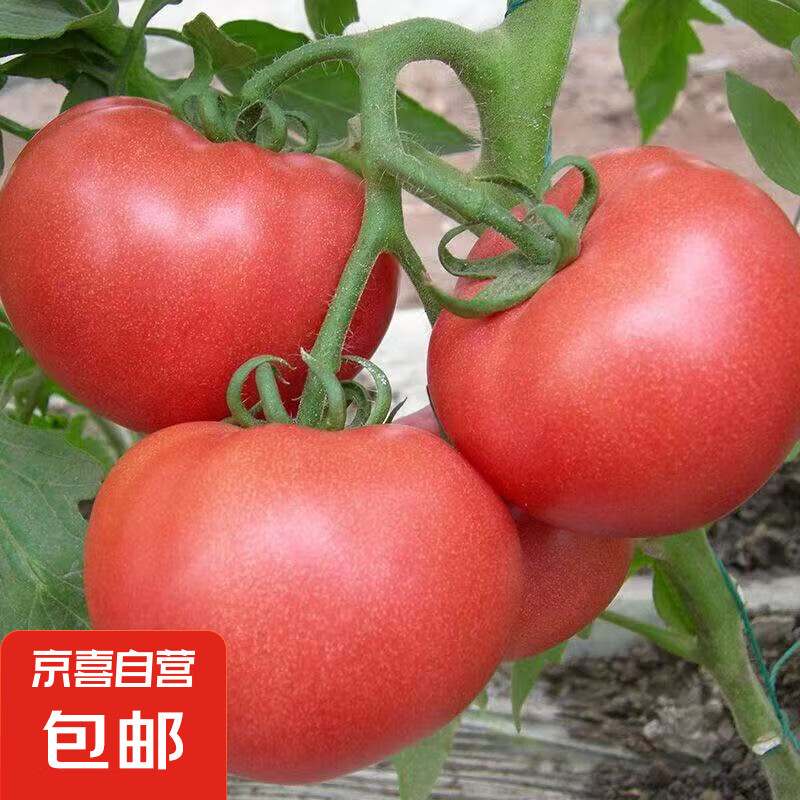 新鲜沙瓤西红柿自然成熟老品种现摘现发番茄下蔬菜生鲜减肥 新鲜西红柿 5斤 净重