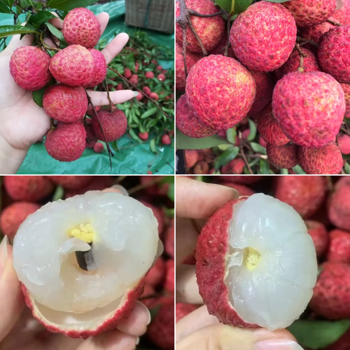 驰振高州白糖罂荔枝桂妃子味笑新鲜荔枝应季水果整箱端午节送礼盒装 甄选果3斤【实惠装无礼盒】