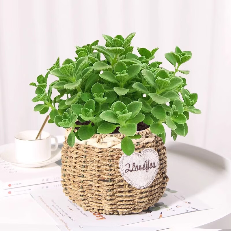 ��ѿ������һĨ��������ζֲ��Ũ����ֲ���������澻������ֲ�����ζ ���������㡾���Ĳݱ��衿 1�衾��С���ϡ�