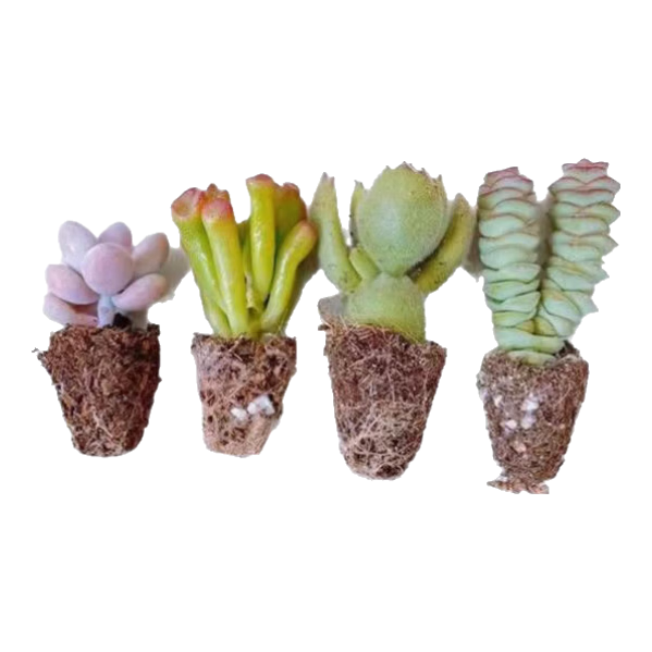 �вƽ������� Ǯ�� ������ ��ͯ�� �ҵ� ��ѩ֮�ɽ� ��ѡϵ�� ��������ֱ�� 2.99Ԫ