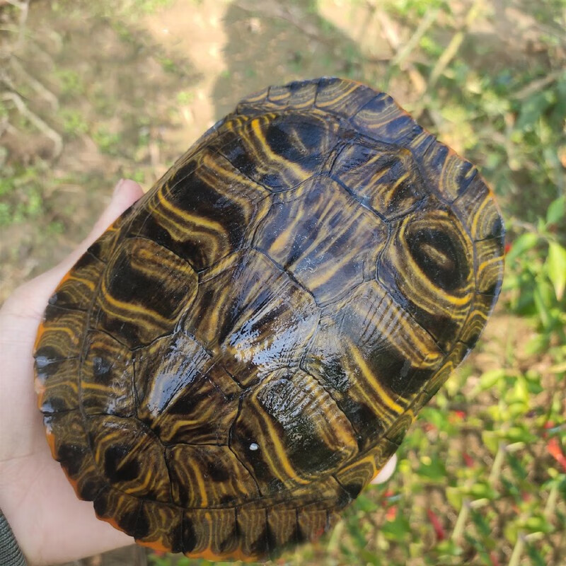 龟龟爬天下超大红耳巴西乌龟活物 外塘繁殖种龟活体乌龟下蛋龟产蛋龟