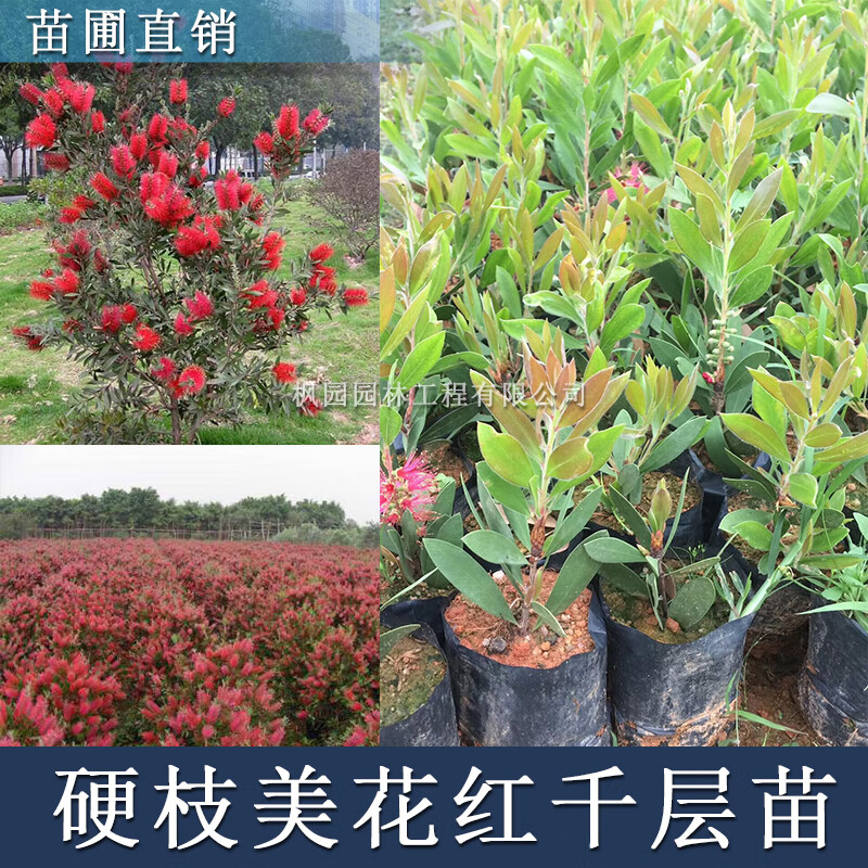 名贵苗木绿植硬枝红千层苗盆栽庭院植物多花红千层树苗常青 美花红