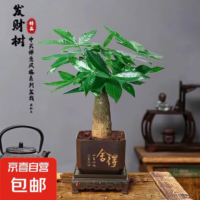  ߶Լ15-25cm ķ С ֱԼ8cm1.73Ԫ