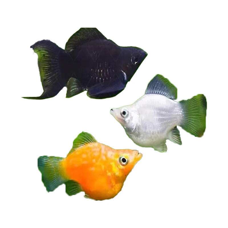 百纶木千玛丽鱼观赏鱼不打氧耐活小鱼淡水鱼胎生鱼超能生的热带鱼招财鱼 【大肚皮球】3-4cm8只（公母随机）【有快生的】