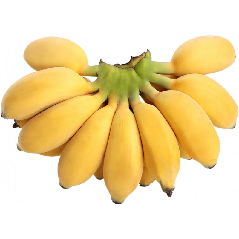 晟容果蔬广西小米蕉【青蕉发货收到需催熟】芭蕉新鲜水果应季香蕉现摘现发 5斤 手挑精选果【香甜粉糯】净4.5斤