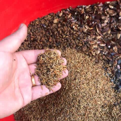 同仁堂千虫粉精品鸟食营养千虫粉蚂蚱蚕蛹虾 [千虫粉]500克一斤装