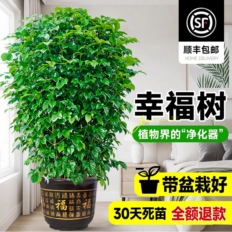 �������Ҹ���������ֲ�߼������Դ���ֲ�����ȩ���ں����߶˴����ϵ��� �Ҹ���60-80cm�ߣ������裩 �޹�� 60.5Ԫ