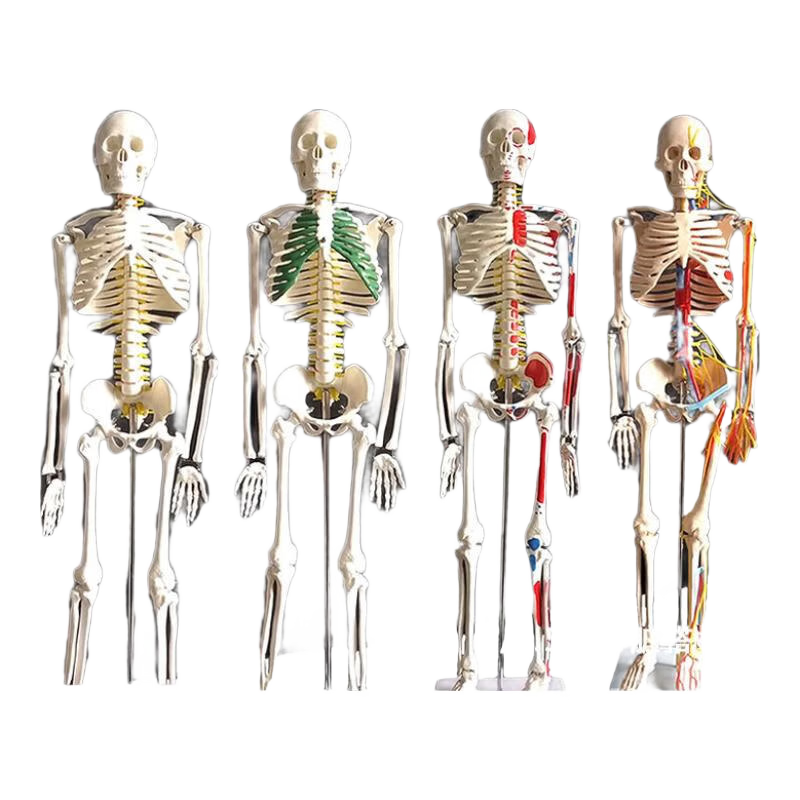 高博士45 85 170cm人體骨骼模型骨架人體模型成人教學(xué)脊椎全身針灸器具 85cm【彩色帶脊柱神經(jīng)間椎盤】 附肌肉起止點