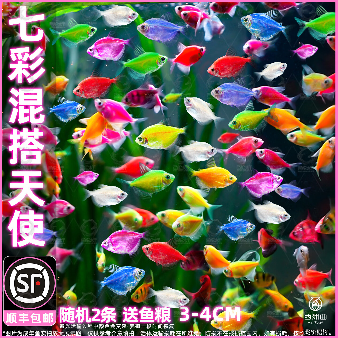 小型鱼好养耐活淡水鱼缸热带鱼金鱼新手好养 顺丰3