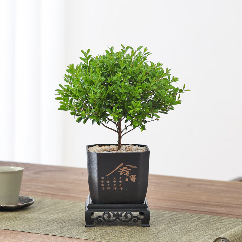 八芽小叶赤楠盆栽室内桌面客厅好养花卉绿植净化空气四季常青盆景植物 小叶赤楠-舍得盆-方形密胺 带盆栽好