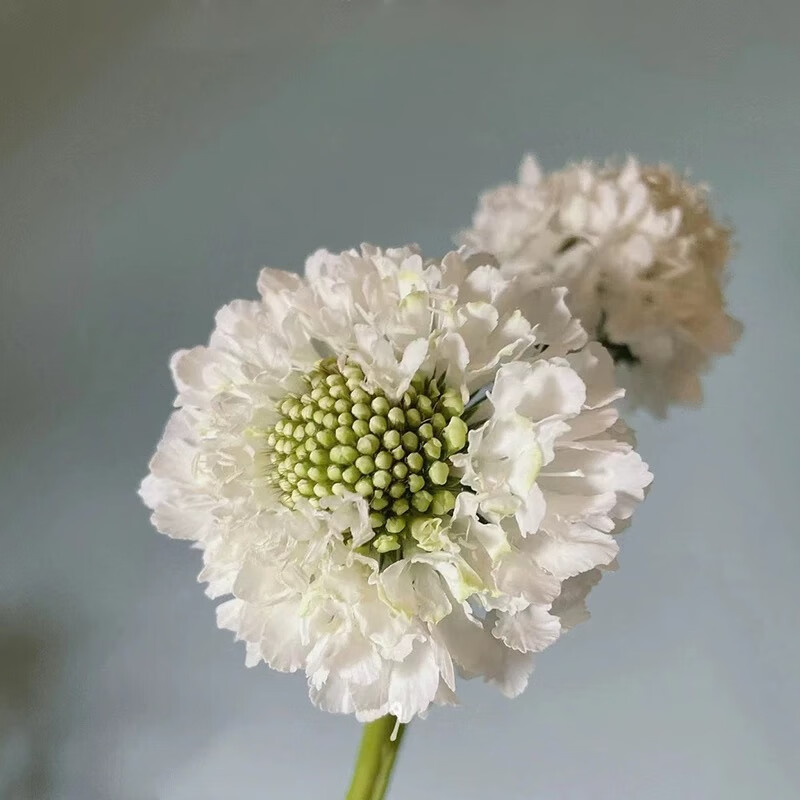 鲜切花云南基地直发室内水培家用插花配花花艺 白色松虫草一扎3