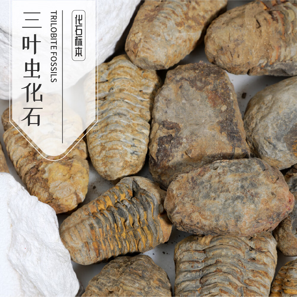 美衣羊摩洛哥三叶虫化石标本古生物科普教学地质原石标本源头厂家