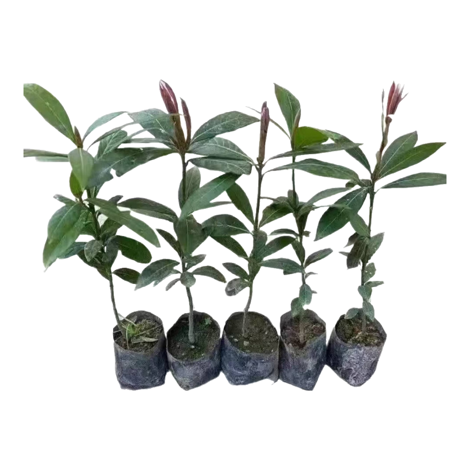 ���ڲ������Ĵ����ڽ�˿�ľ���˿�������СҶ��������˿�ľ���ľ���� �߶�80-100����1�Ŵ�ԭ���� 15.8Ԫ