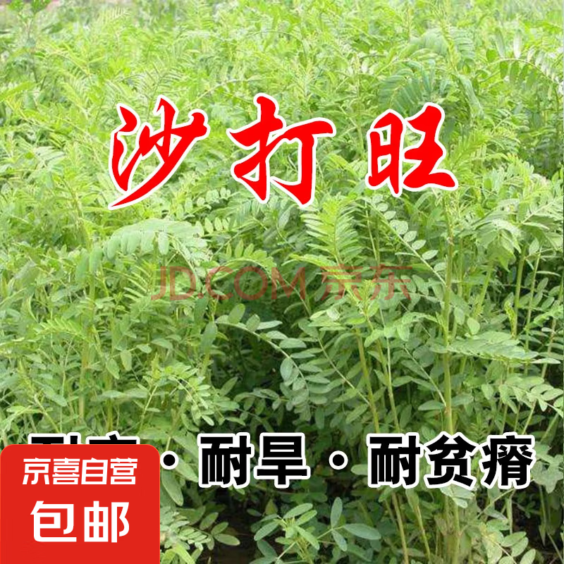 进口牧草种子多年生黑麦草鱼草喂养鸡鸭鹅猪牛羊种籽 【耐寒耐旱】沙打旺种子 500克（更实惠）