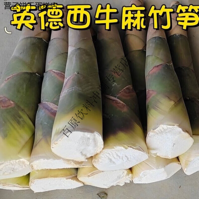 維萊瑞竹筍之鄉(xiāng)英德西牛帶殼麻竹筍新鮮筍苦筍新鮮竹筍現(xiàn)挖 5斤帶殼竹筍