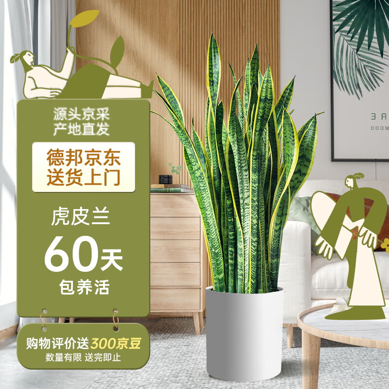 ֲ��ֲŮ���ͽ�߻�Ƥ��ֲ��������Ұ칫����ɫ��Ҷ������ֲ����Դͷֱ��